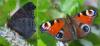 Aglais io